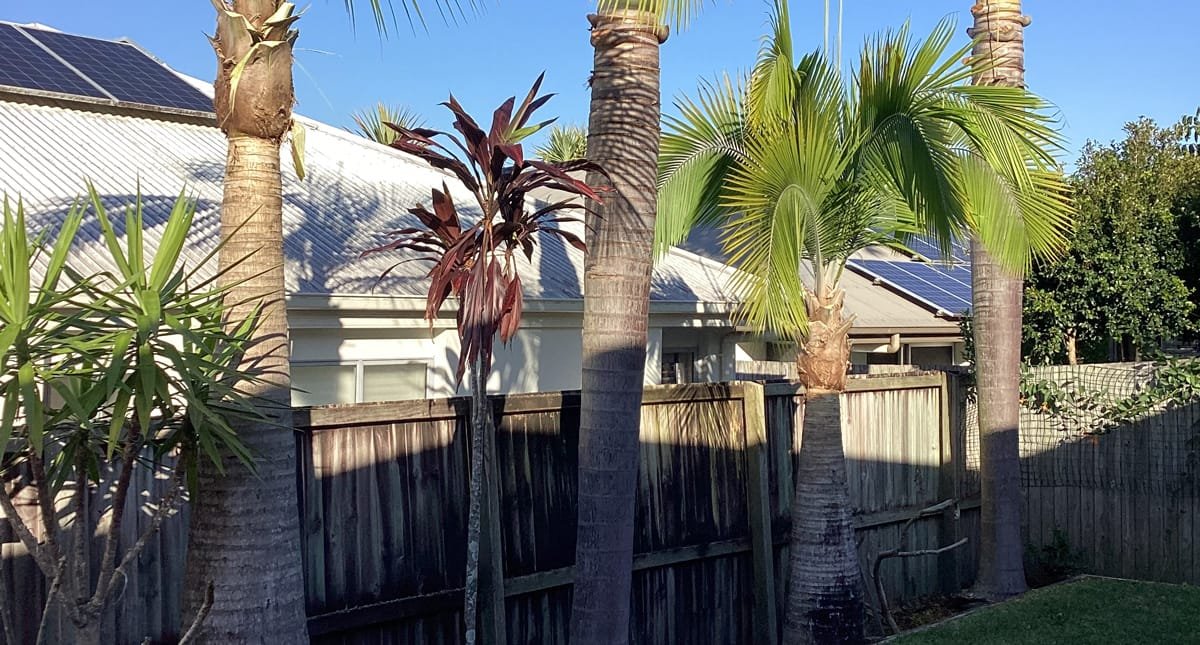 tree services Sunshine Coast