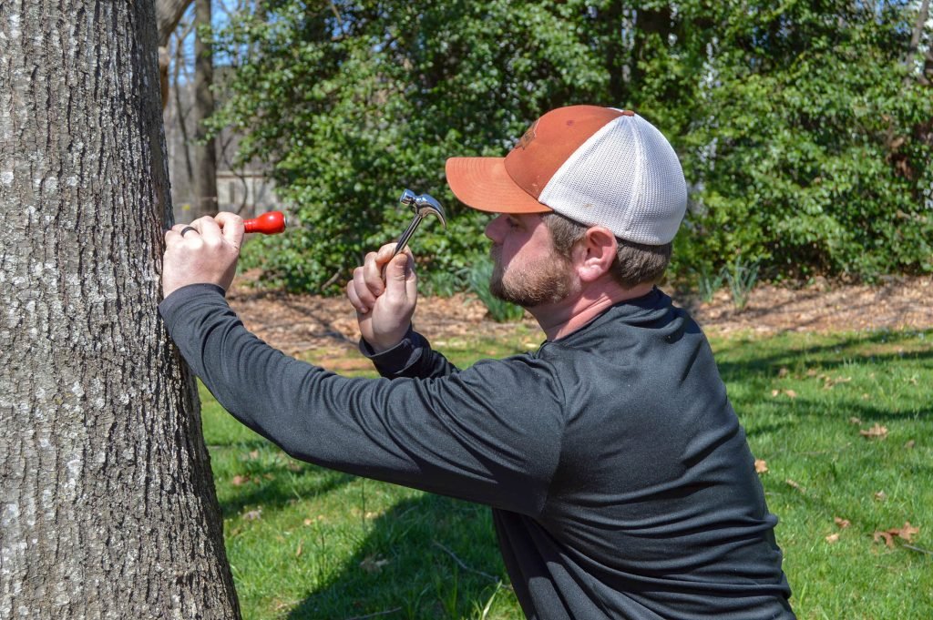 Tree services Hobart