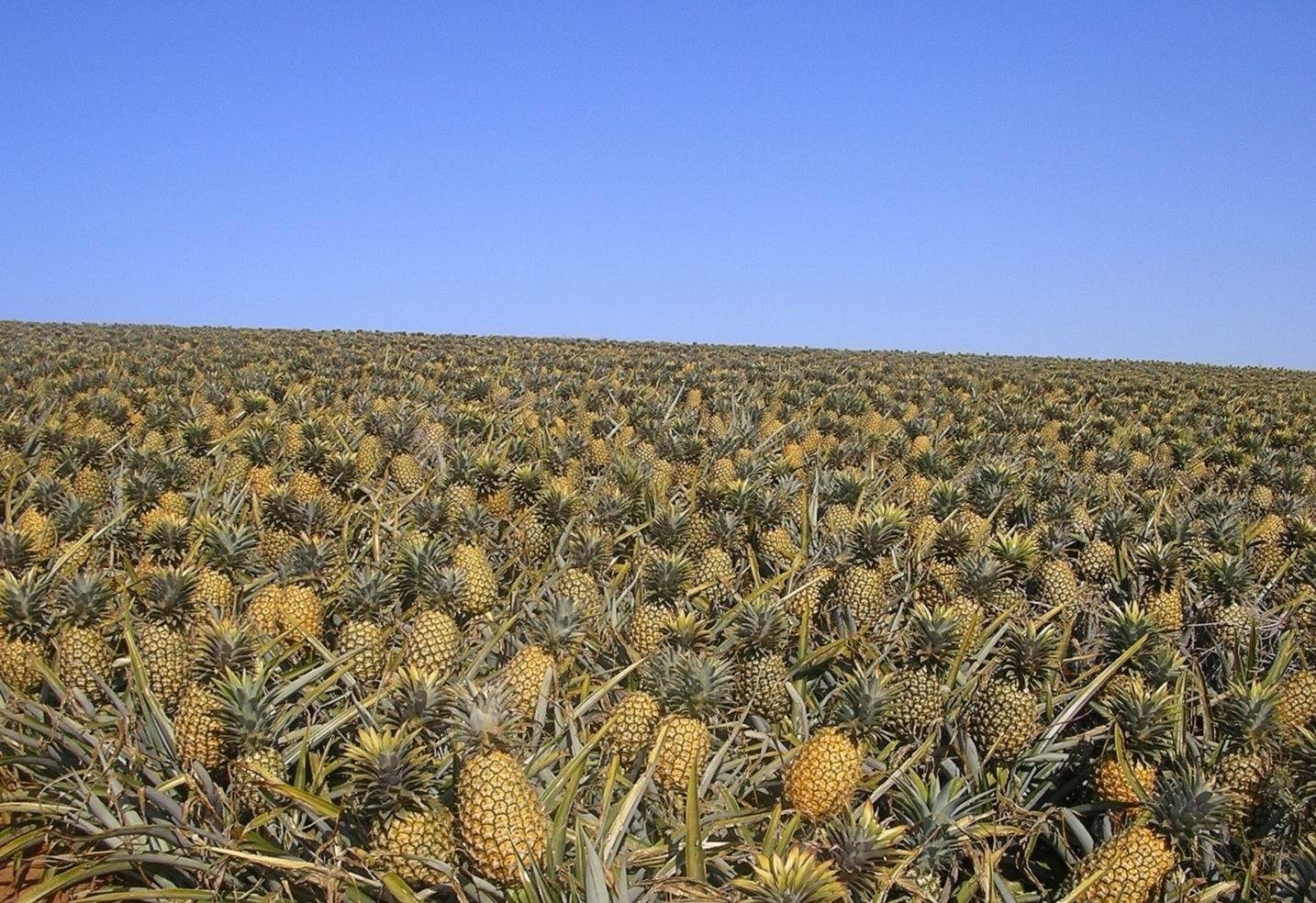 pineapple farm for sale